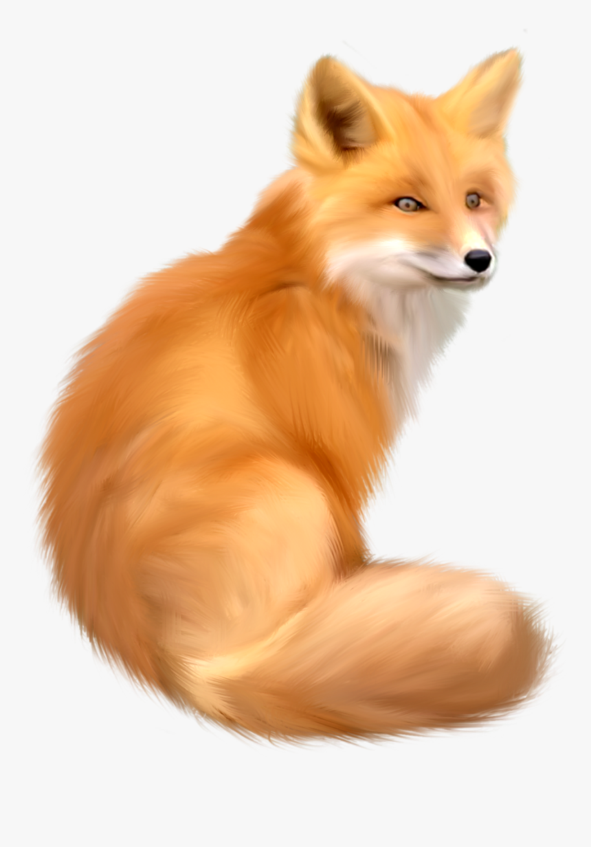 Fox Png, Transparent Png, Free Download