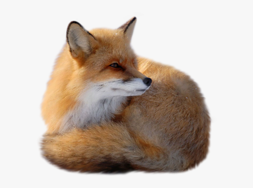 Fox Transparent Background, HD Png Download, Free Download