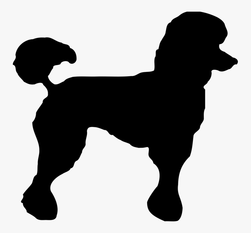 Portuguese Water Dog - Black Poodle Png, Transparent Png, Free Download