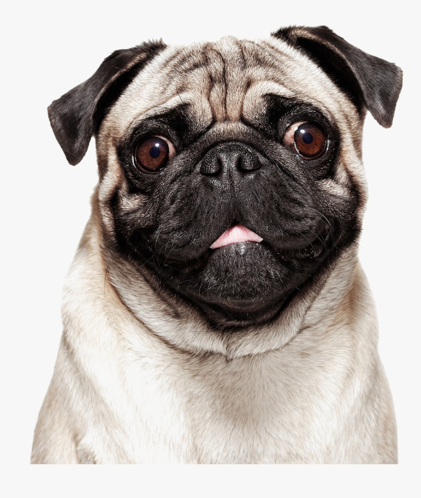 Pug Png Photo - Pug Hd Png, Transparent Png, Free Download