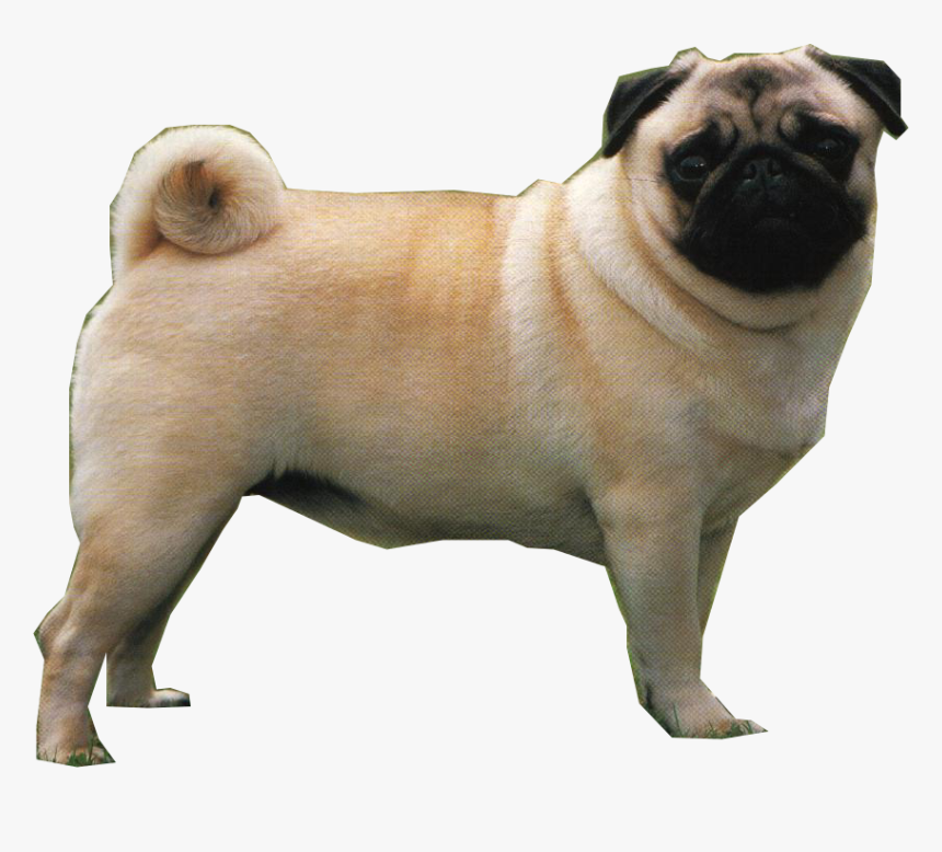 Pug, HD Png Download, Free Download