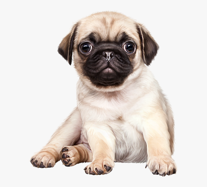 Transparent Pug Face Png - Pug Png, Png Download, Free Download