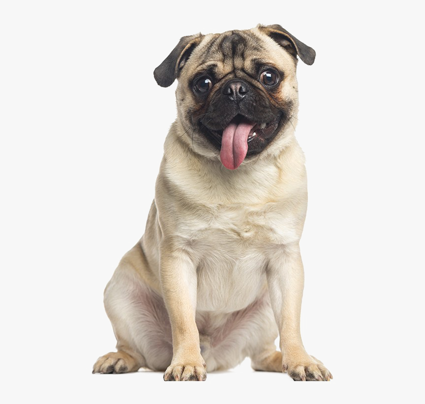 Pug Free Png Image - Many Kind Of Dog, Transparent Png, Free Download