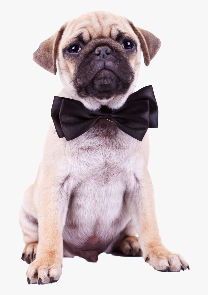 Pug Png Pic - Pug Png, Transparent Png, Free Download