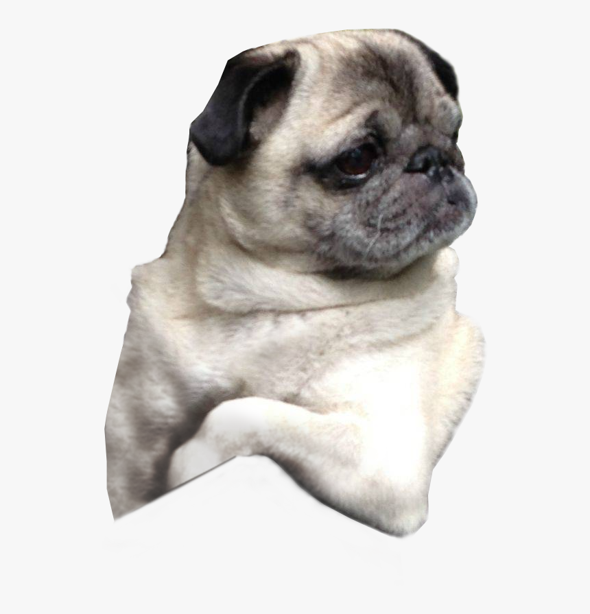 Pug Puppy Dog Breed Companion Dog - Pugs With Transparent Background, HD Png Download, Free Download