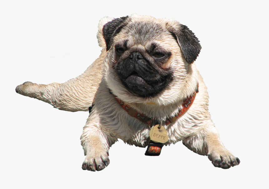 Transparent Pug , Png Download - Pug Png, Png Download, Free Download