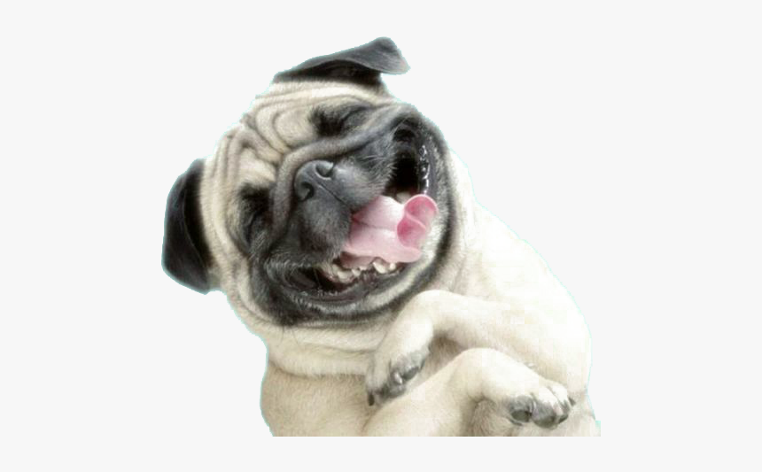 Wallpaper Pug Dog Plus Iphone Puppy Sharpei Clipart - Happy Pug, HD Png Download, Free Download