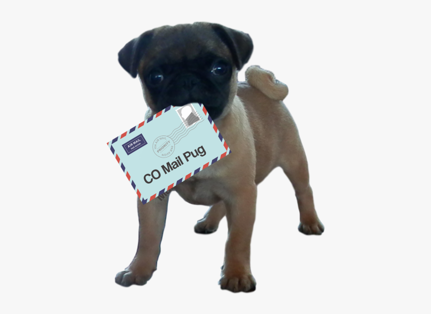 Ensure That You Email Marketing Is Pug Certified - Pug, HD Png Download, Free Download