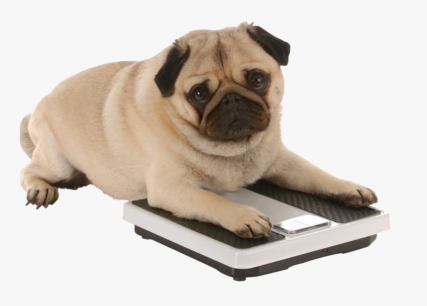 Am I Fat - Fat Dog, HD Png Download, Free Download