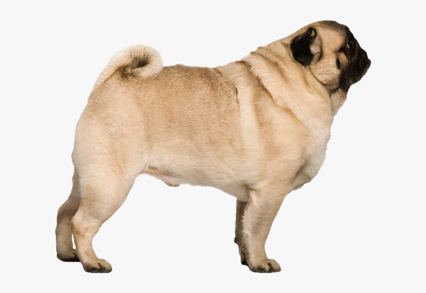 Transparent Pug Png - Retro Pug Vs Pug, Png Download, Free Download