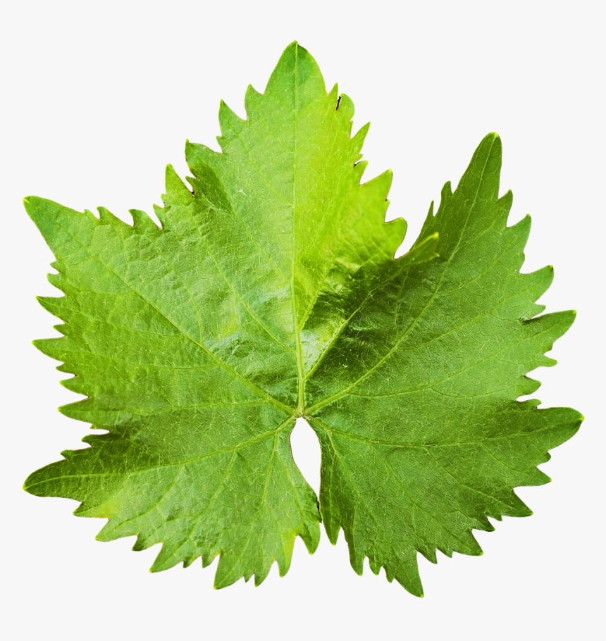 Grape Vine Leaf Png Image - Grape Leaf Png, Transparent Png, Free Download