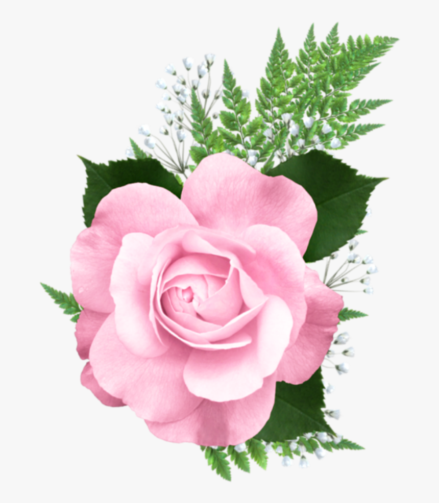 Rosa Cor De Rosa 4 - Flower Pink Png Wallpaper Transparent, Png Download, Free Download