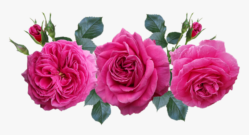 Transparent Rosas Png - Jardin De Rosas Png, Png Download, Free Download