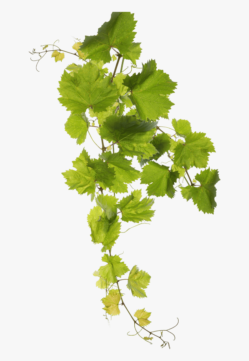 Grape Leaf Png , Png Download - Grape Leaves Water Color Png, Transparent Png, Free Download