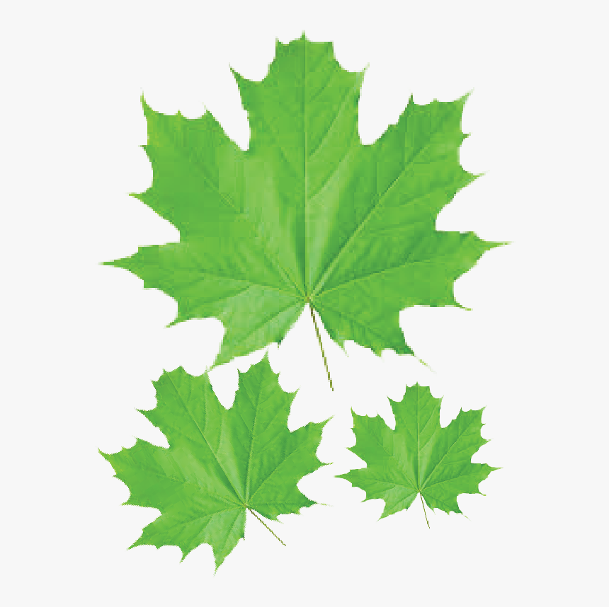 Maple Leaf Transparent Png - Definition Of Plant Leaf, Png Download, Free Download