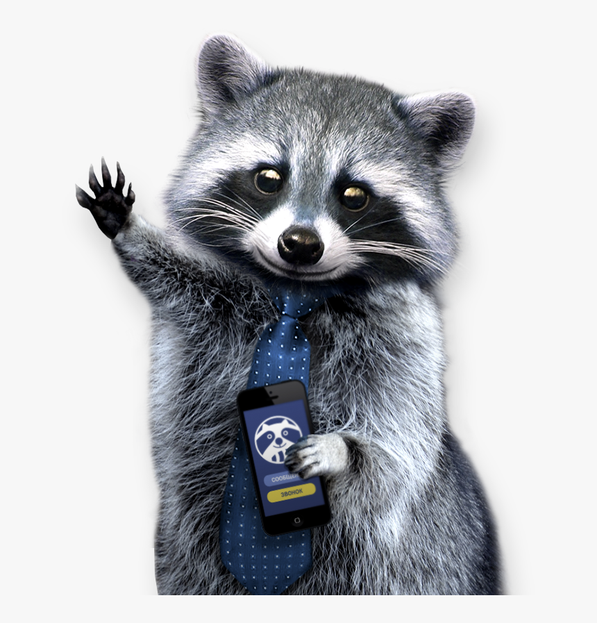 Raccoon Png - Png Raccoon, Transparent Png, Free Download