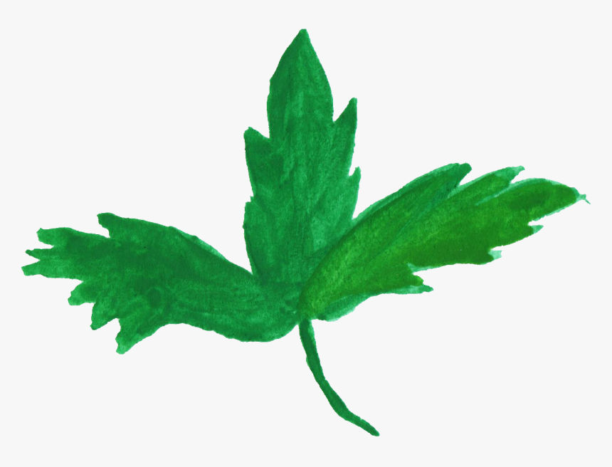 Transparent Grape Leaf Png - Maple Leaf, Png Download, Free Download