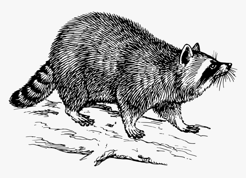 Transparent Raccoon Clipart - Raccoon Clip Art Black And White, HD Png Download, Free Download