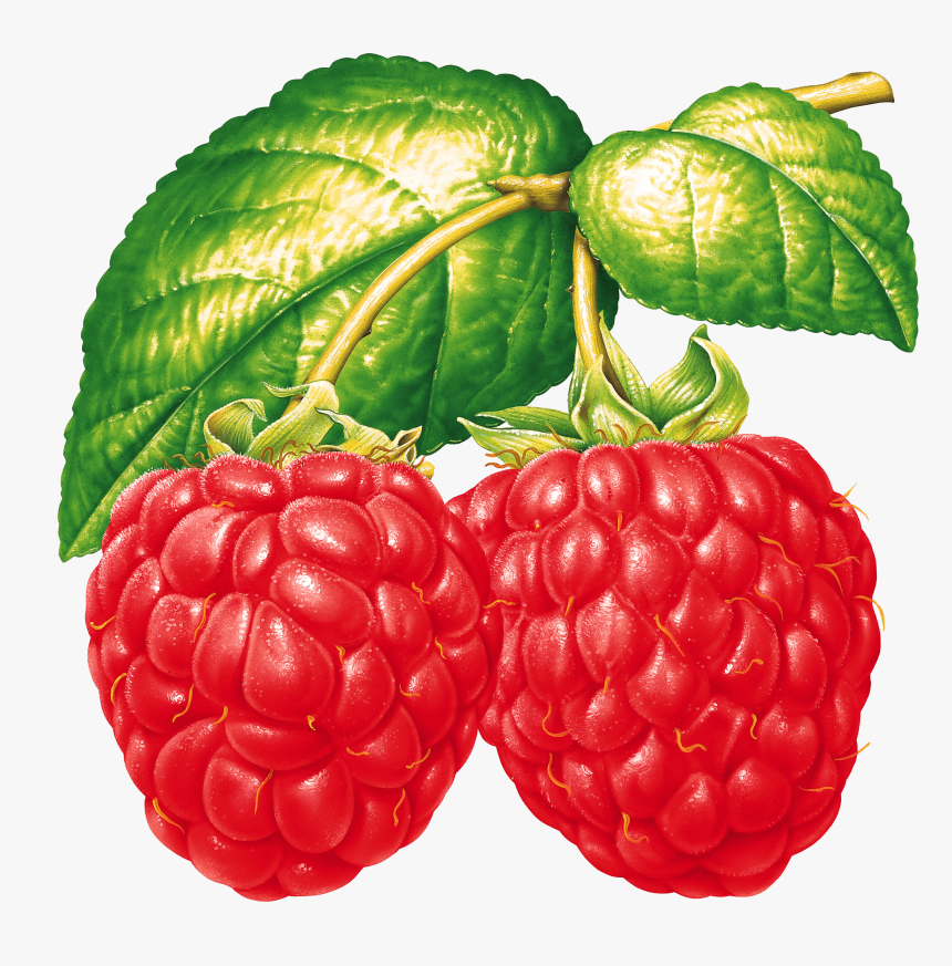 Fruit Clipart Tropical Fruit - Red Raspberry Clipart, HD Png Download, Free Download