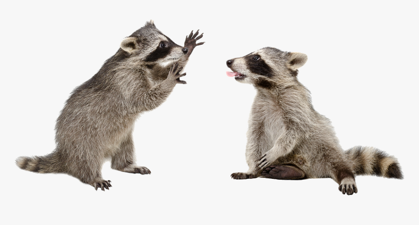 Raccoons Png - Raccoon No Background, Transparent Png, Free Download