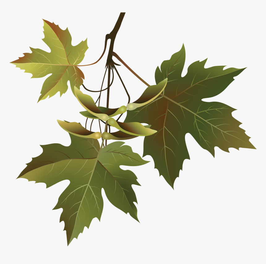 Grape Clipart Branch - Branches And Leaves Png, Transparent Png, Free Download