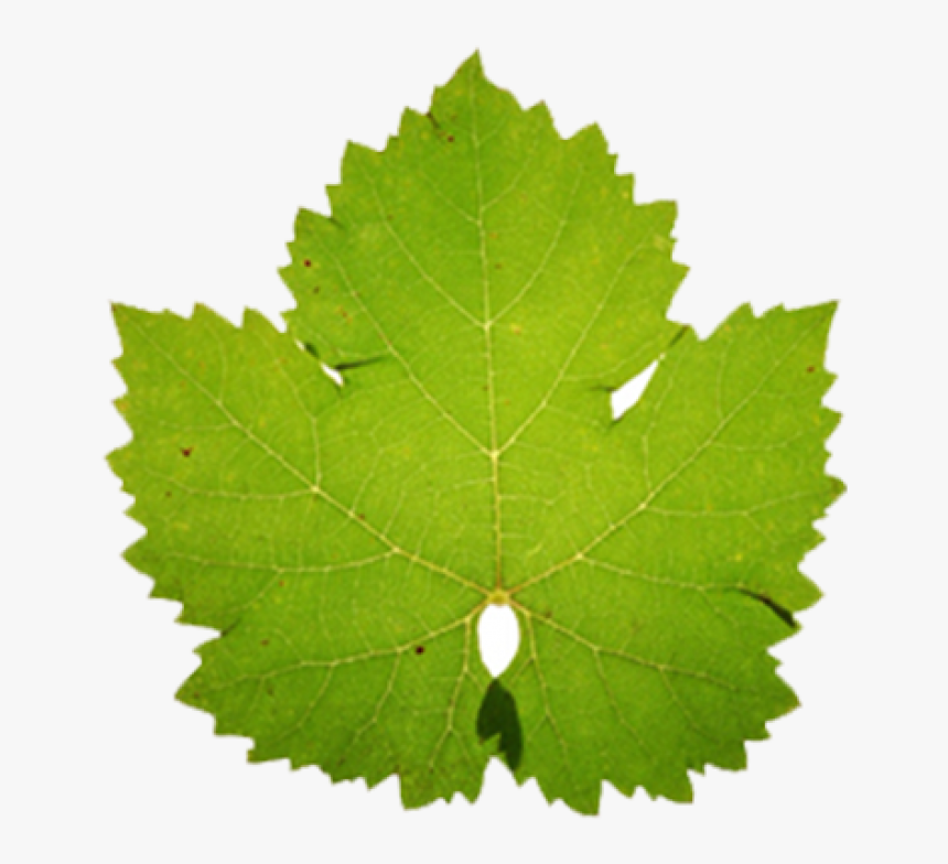 More About Cabernet Franc - Cabernet Franc Grape Leaf, HD Png Download, Free Download