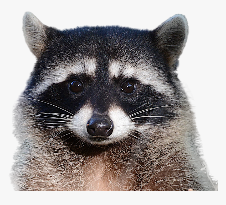 Raccoon Png Image - Raccoon Png, Transparent Png, Free Download