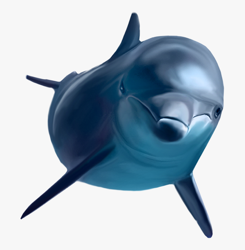 Dolphin Transparent, HD Png Download, Free Download