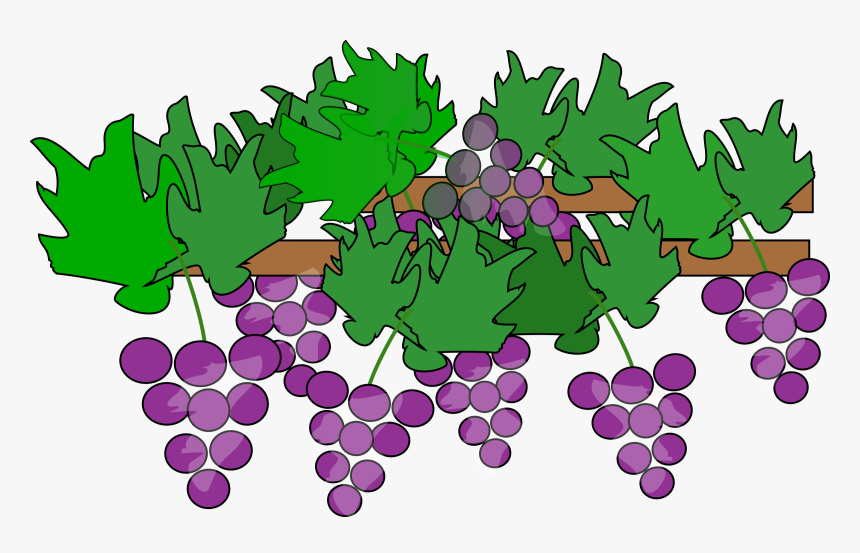 Grapes Vine Clipart Grape With Vine Leaf Clip Art Id - Grapes On Vine Clipart, HD Png Download, Free Download