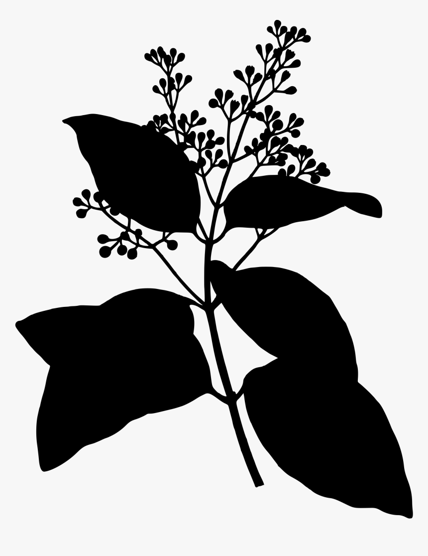 Ceylon Cinnamon Clip Arts - Cinnamomum Zeylanicum Drawing, HD Png Download, Free Download