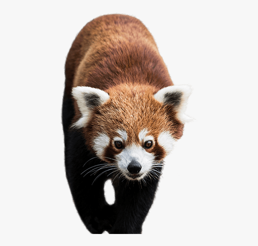 Red Panda Chengdu Research Base Of Giant Panda Breeding - Red Panda Png, Transparent Png, Free Download