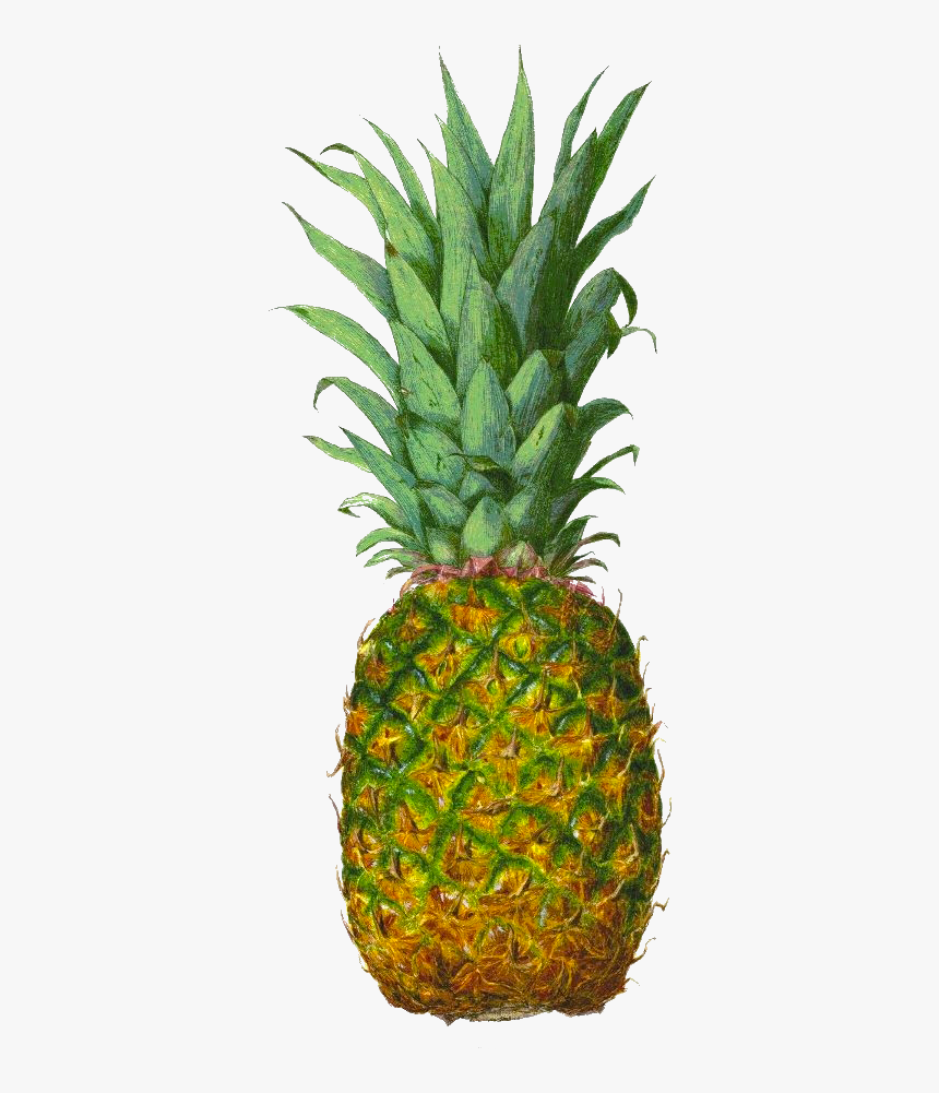 Pineapple Juice Tropical Fruit - Pineapple Isolated, HD Png Download, Free Download