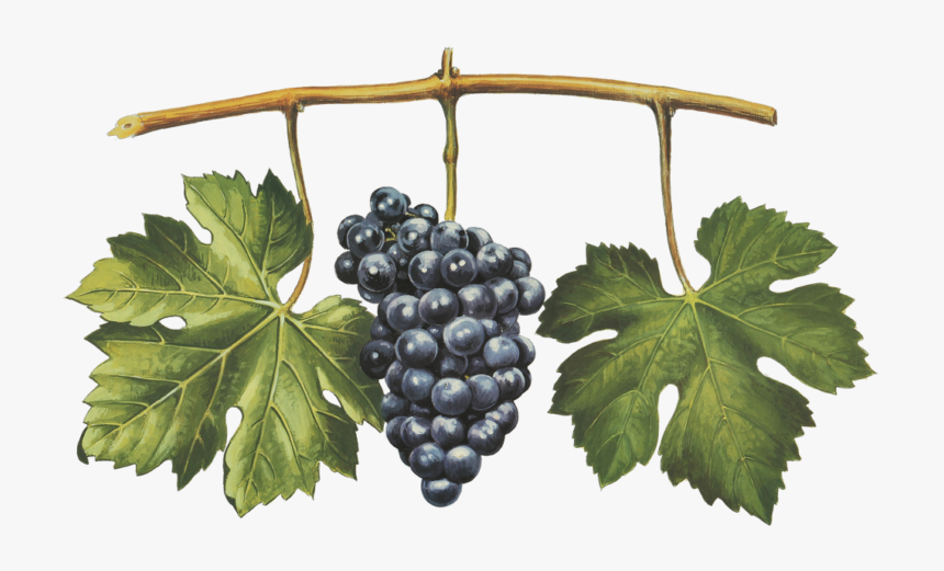 Nebbiolo Michet - Seedless Fruit, HD Png Download, Free Download