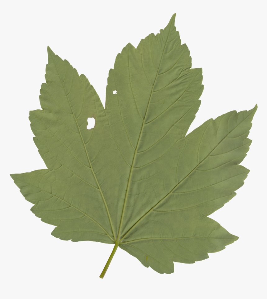 Nature Leaves - Dibujos Hoja De Marihuanas, HD Png Download, Free Download