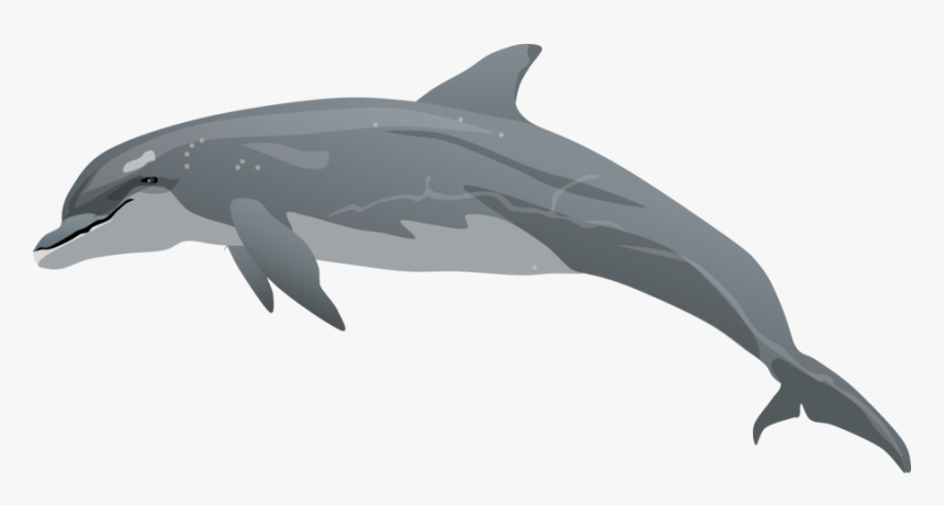 Red Clipart Dolphin - Realistic Dolphin Clip Art, HD Png Download, Free Download