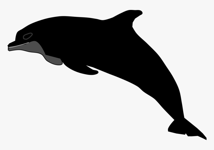 Shortbeaked Common Dolphin,tucuxi,wholphin - Wholphin, HD Png Download, Free Download