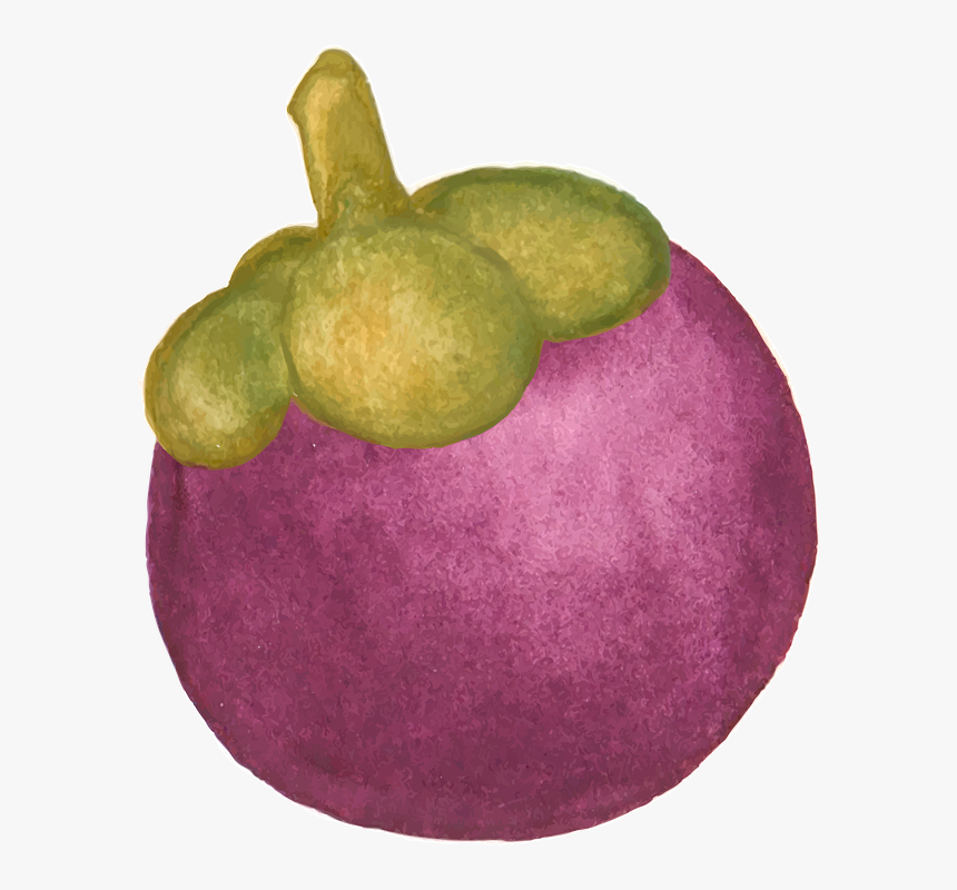 Mangosteen, Tropical Fruit, Purple Mangosteen - มังคุด Png, Transparent Png, Free Download
