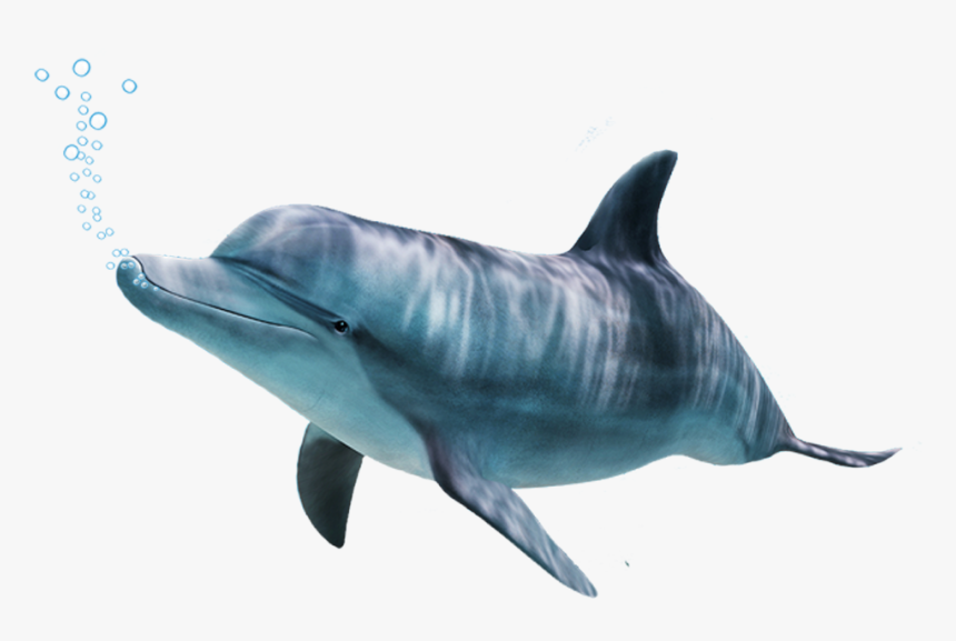 Bottlenose Dolphin,bottlenose Dolphin,marine Beaked - Dolphin, HD Png Download, Free Download