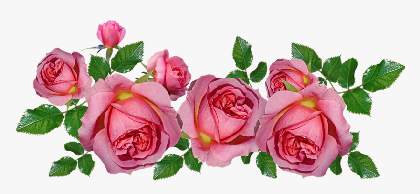 Rosas, Rosa, Acuerdo, Perfume, Fragante, Cortar - Rosas Rosa Png, Transparent Png, Free Download