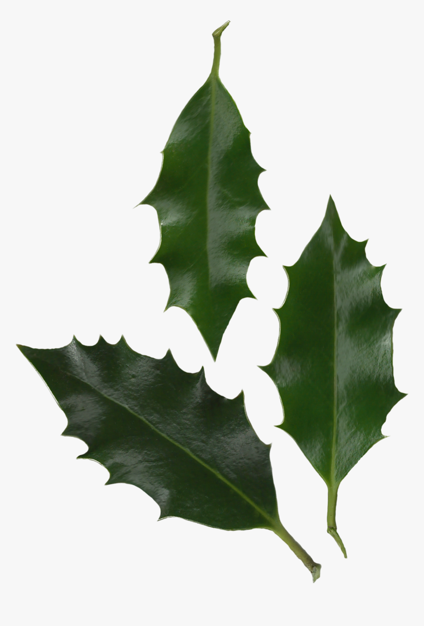 Holly Leaves Photo Transparent Png Image - Ilex Aquifolium Leaf Shape, Png Download, Free Download