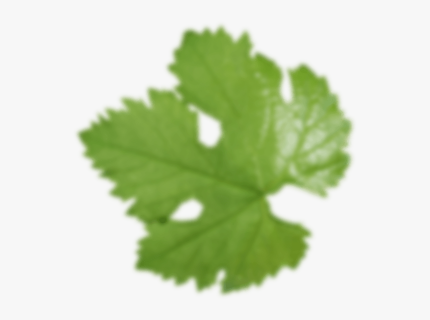 Feuille - Maple Leaf, HD Png Download, Free Download