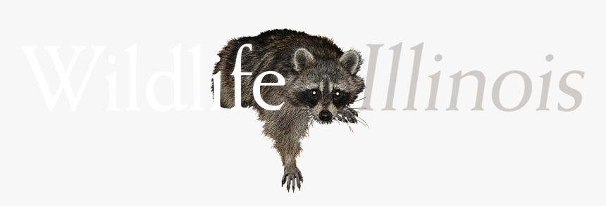 Transparent Raccoon Face Png - Procyon, Png Download, Free Download