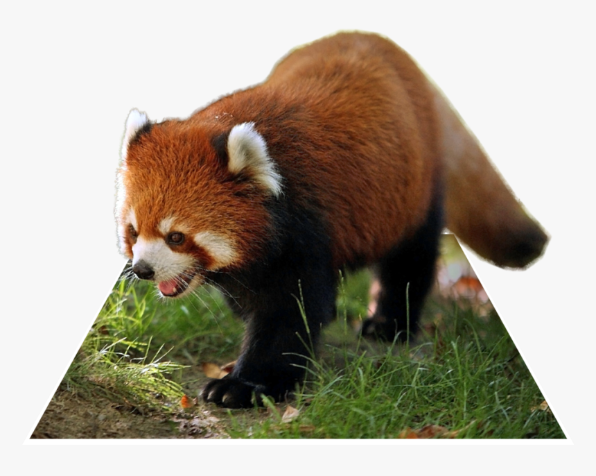 Giant Panda Red Panda Singalila National Park Raccoon - Animals Hd Wallpapers 4k, HD Png Download, Free Download