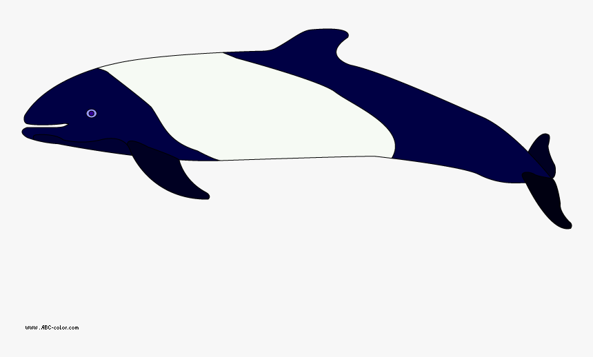 Transparent Dolphin Clipart Png - Commerson's Dolphin Clip Art, Png Download, Free Download