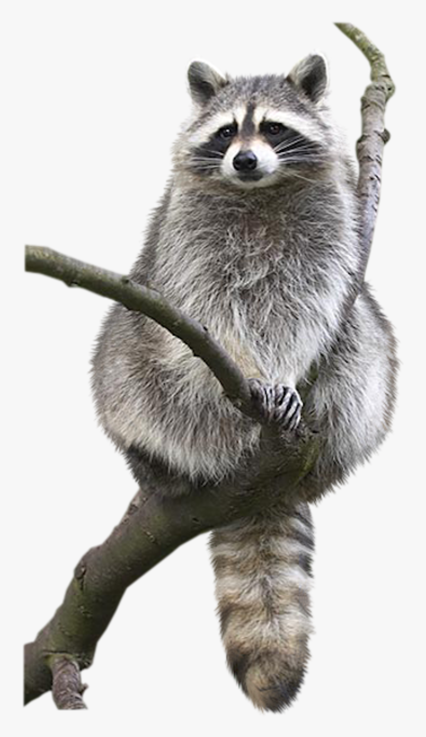 Raccoon Animal Drawing Bat Bird - Transparent Raccoon Png, Png Download, Free Download