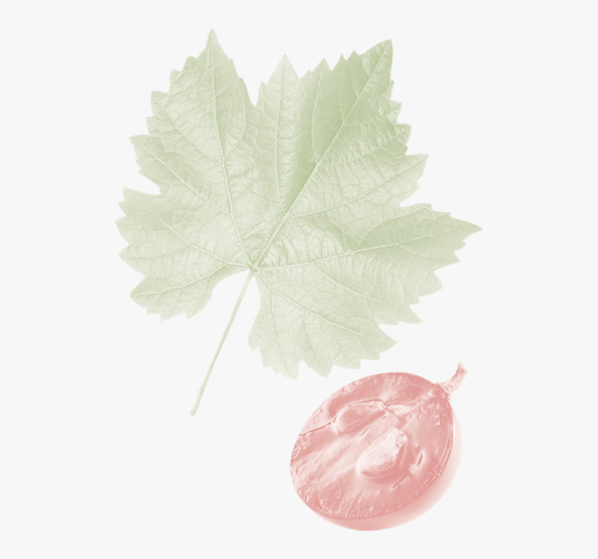 Grape, HD Png Download, Free Download