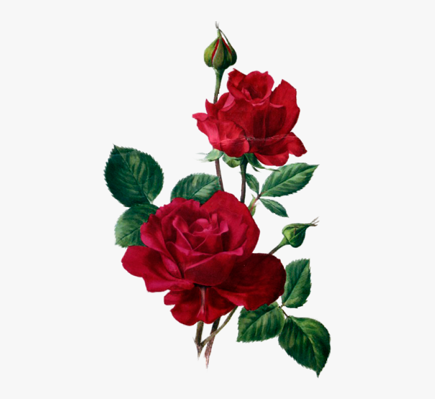 Transparent Rosas Rojas Png - Rose Clipart Red Png, Png Download - kindpng
