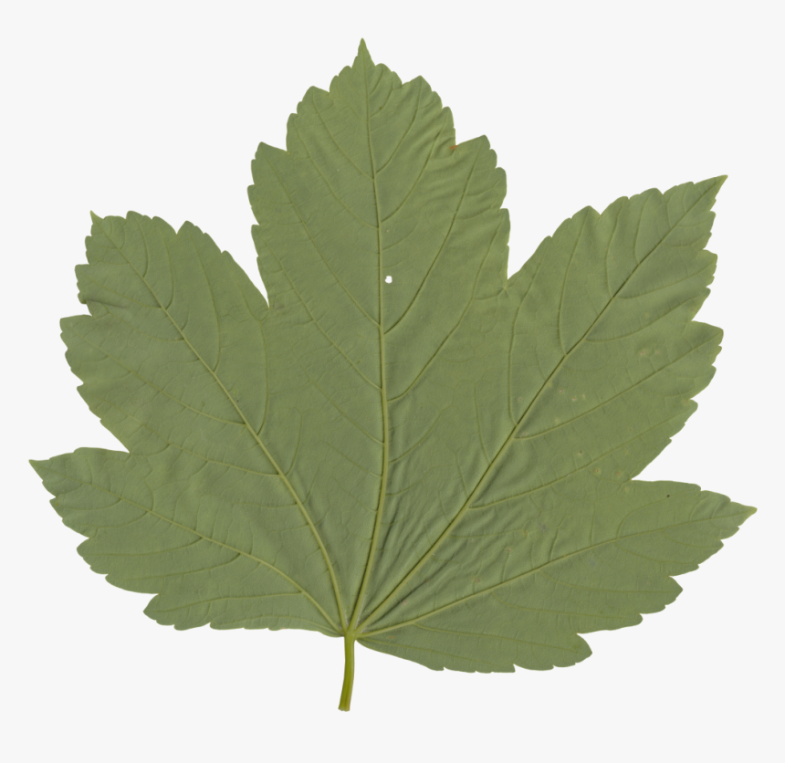 Maple Leaf, Hd Png Download , Png Download - Maple Leaf, Transparent Png, Free Download