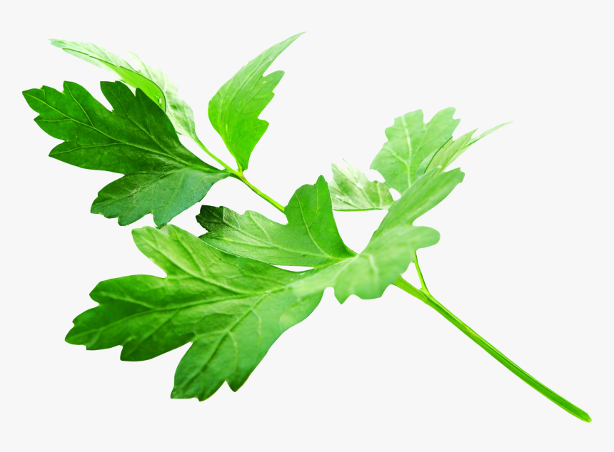 Parsley Leaves Png Image - Transparent Background Parsley Png, Png Download, Free Download