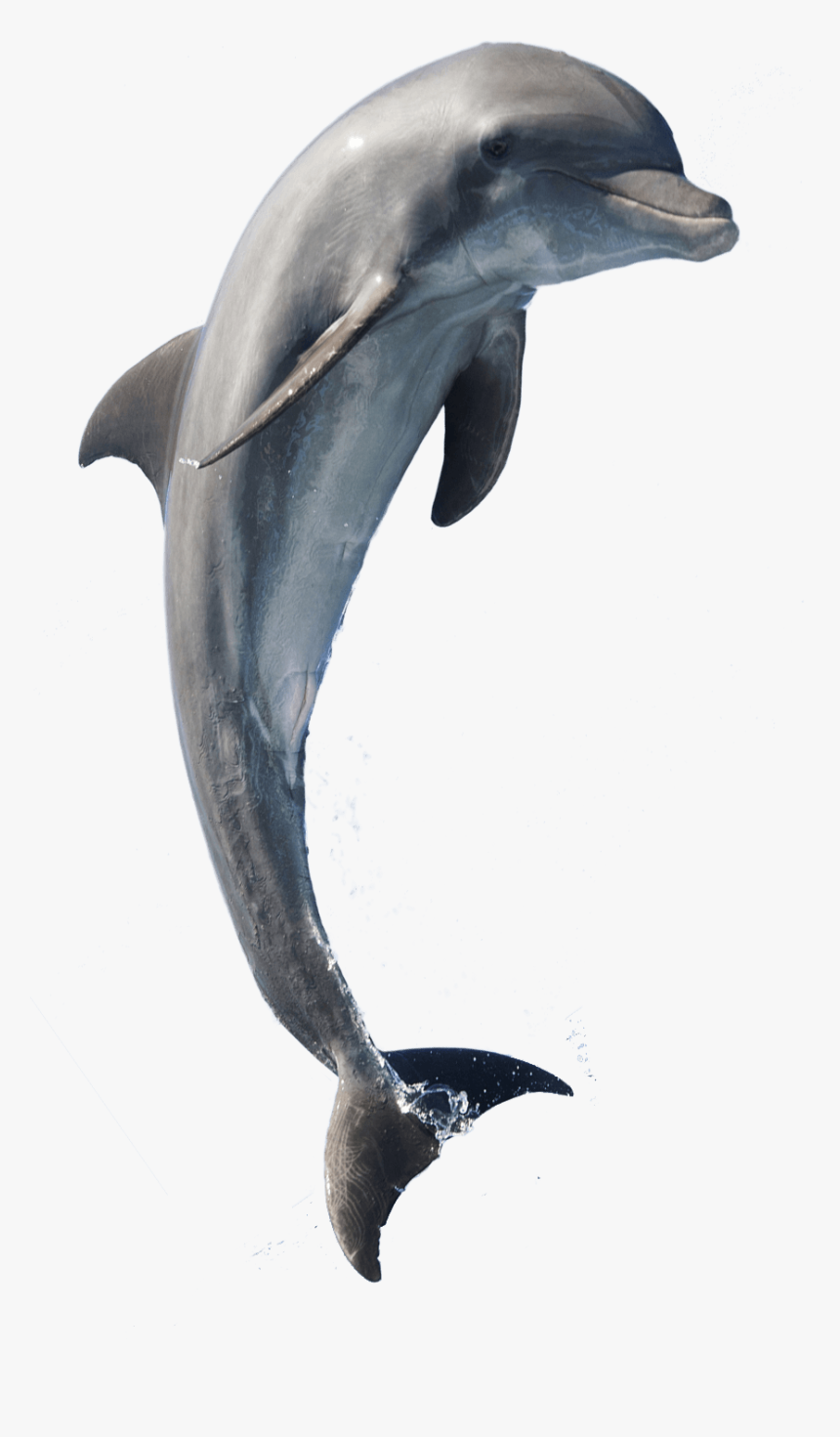 V - 6 - 1 209 - 8 Kbytes - Dolphin - Hd Type - Dolphins - Dolphin Jumping Transparent Background, HD Png Download, Free Download